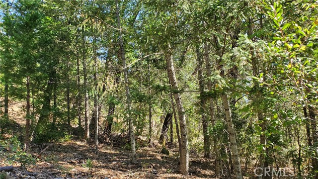 12147 Western Pine Road, Loch Lomond