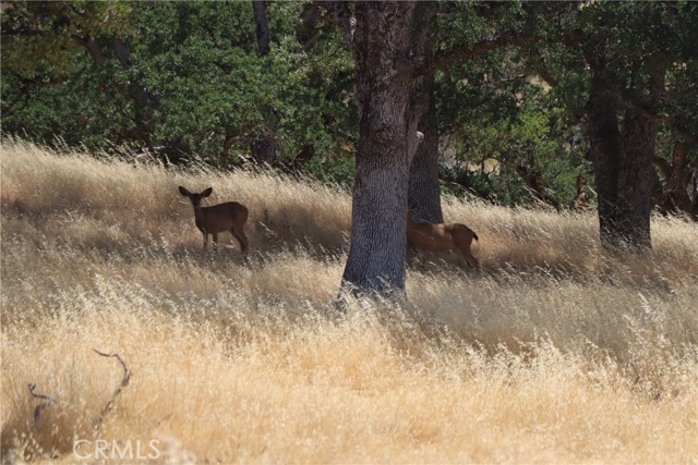 22605 Cascio Way, Lower Lake