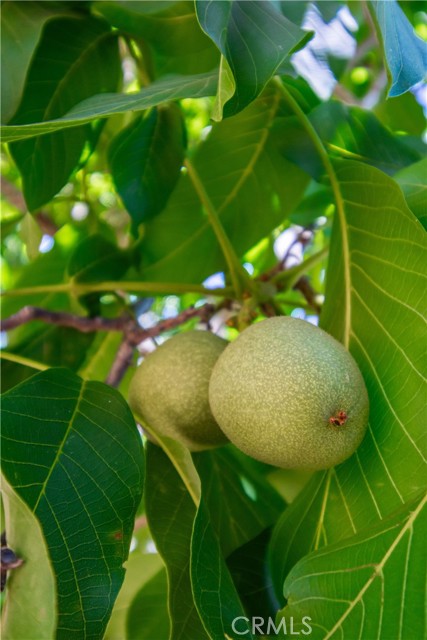 3126 Edgewood Drive, Kelseyville