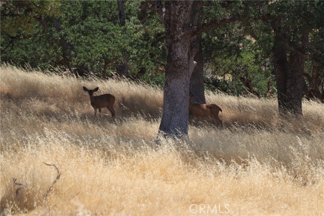 22986 Cascio Way, Lower Lake