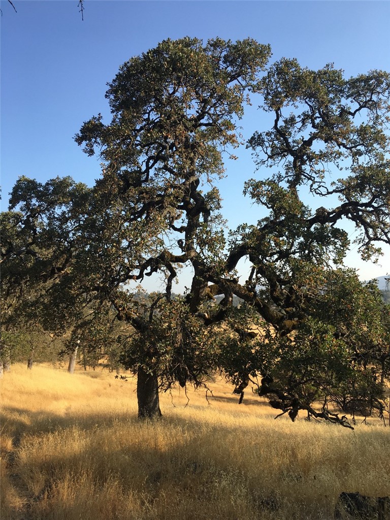 21378 Jerusalem Grade, Lower Lake