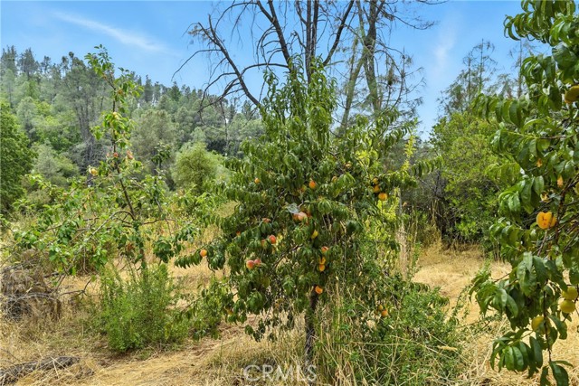 20110 Jerusalem Grade, Lower Lake