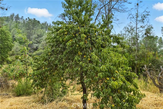 20110 Jerusalem Grade, Lower Lake