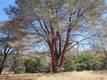 17750 POMO CLEARLAKE OAKS, CA 95423