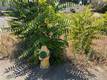 220 4TH STREET LAKEPORT, CA 95453