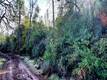 15151 GRAY PINE ROAD LOWER LAKE, CA 95457