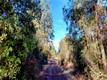 15151 GRAY PINE ROAD LOWER LAKE, CA 95457