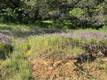 6705 FLOYD WAY NICE, CA 95464