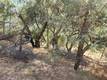 9500 GLENHAVEN DRIVE GLENHAVEN, CA 95443