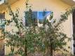 320 ARMSTRONG STREET LAKEPORT, CA 95453
