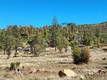 15240 SUMMIT COBB, CA 95426
