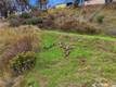 16550 ROSE STREET LOWER LAKE, CA 95457