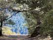 9208 DIAMOND DUST KELSEYVILLE, CA 95451