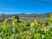 8179 HIGHWAY 29 LOWER LAKE, CA 95457