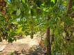 3950 EMILE AVENUE CLEARLAKE, CA 95422