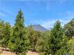 10550 SEIGLER SPRINGS NORTH ROAD KELSEYVILLE, CA 95451