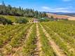 9300 SEIGLER SPRINGS NORTH KELSEYVILLE, CA 95451